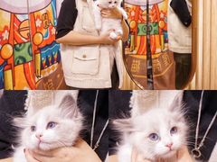-屋虎猫馆(宝安大仟里店)