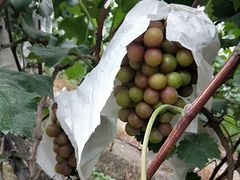 -马陆小张葡萄园农家乐