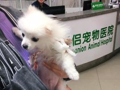 -爱侣宠医·鹦鹉专科·小型哺乳类·异宠专科(灵石路店)