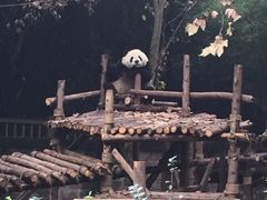 -成都大熊猫繁育研究基地