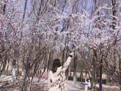 -大兴滨河森林公园