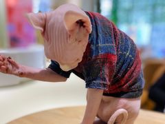 -藏猫猫咖啡主题馆(中央大道店)