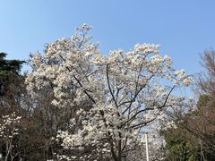 -南京古林公园