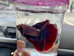 -清平路水族市场