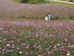 -紫颐香薰山谷景区