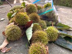 -上海佘山国家森林公园天马山园