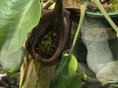 -国家植物园南园