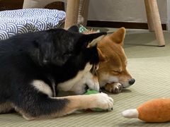 -逗柴咖啡屋·狗咖猫咖宠物桌游