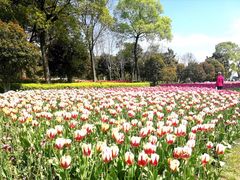 -上海鲜花港