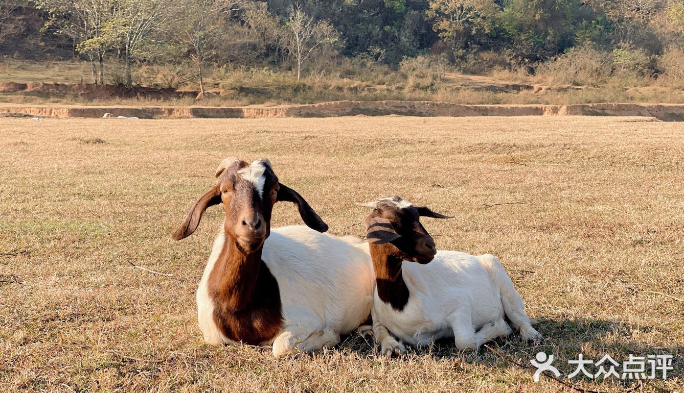 南昌拍照📸打卡 | 江滩上的羊咩咩🐏