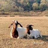 南昌拍照📸打卡 | 江滩上的羊咩咩🐏