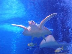 -太平洋海底世界