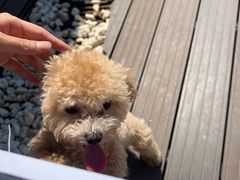 -百好乐宠物友好餐厅(朝外大街店)