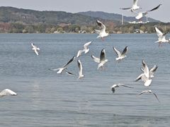 -水上明月·湖景餐厅