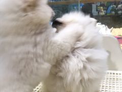 -龟与熊猫宠物公园(南坪店)