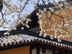 -灵谷景区