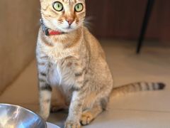 -Again Coffee Roaster(香蜜湖店)