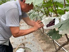 -马陆小张葡萄园农家乐