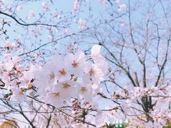 -顾村公园