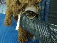 -爱宠屋pet shop·宠物洗澡·宠物美容