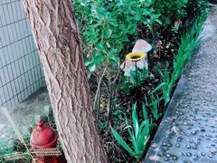 -风车面包