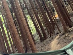 -武陵山森林公园