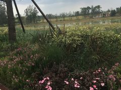 -白鹭湾湿地公园