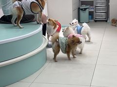 -怪兽屋·羊驼·猫咖·狗咖(俊华广场店)