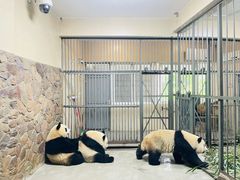 -成都大熊猫繁育研究基地