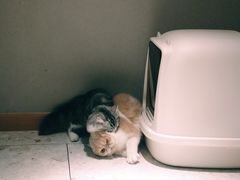 -飞行喵MR PILOT|猫舍·猫咖(静安大融城店)