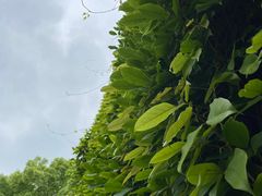 -昆山城市公园