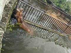 -海南热带野生动植物园