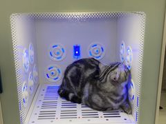 -喵zoo家庭繁育猫舍(尖东智能花园店)