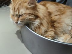 -MOCHA明星猫咖(田子坊店)