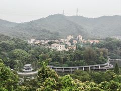 -银湖山郊野公园-相思林