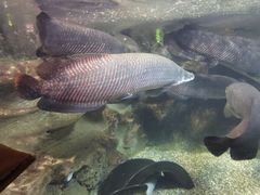 -太平洋海底世界