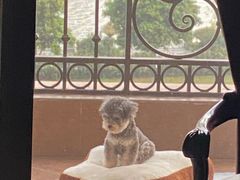 -翊宠yipet猫狗购宠庄园犬舍•猫舍