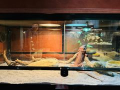 -帕帕拉兹宠物(亚洲旗舰店)