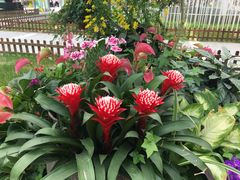 -上海鲜花港