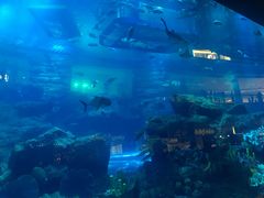 -迪拜水族馆及水下动物园