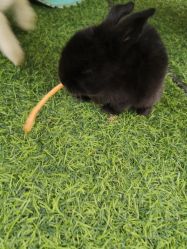 -萌宠亲子动物乐园(槐房万达店)