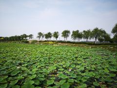 -天津东丽湖风景区