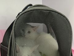 -北京观赏动物医院·24小时大型综合·猫专科·异宠专科