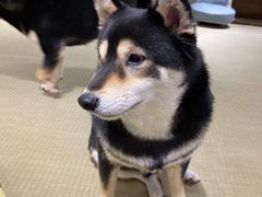 -逗柴咖啡屋·狗咖猫咖宠物桌游
