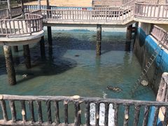 -广东惠东海龟国家级自然保护区