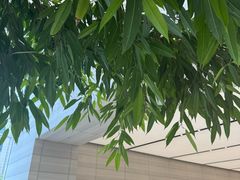 -Apple零售店(济南恒隆广场店)