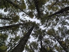 -塞罕坝国家级自然保护区