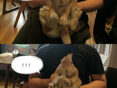 -藦茜花园宠物主题亲子互动体验馆(国顺东路店)