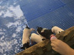 -萌宠亲子动物乐园(槐房万达店)