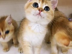 -东方名猫馆·英短金渐层布偶猫舍(环线广场1号楼店)